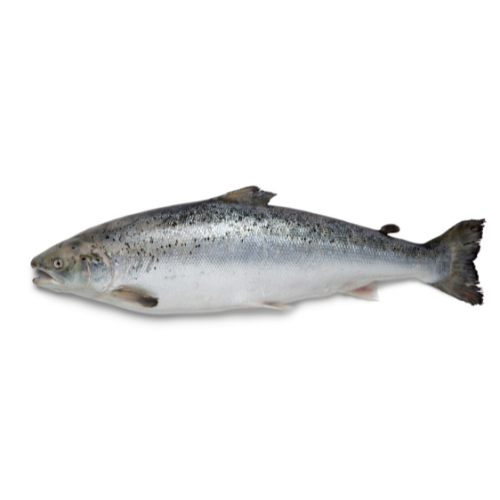 Can I take Omega3 capsules if I am allergic to fish?